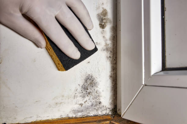 Forensic Mold Investigation in Collingdale, PA